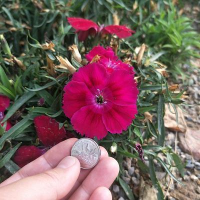 感恩母亲节