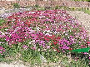 与青奥共成长