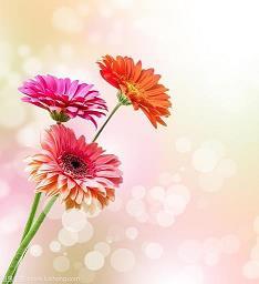 桃花梦记