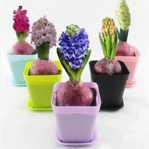 体育节