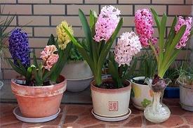 报国之心，死而后已