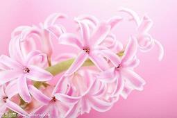 温暖花开