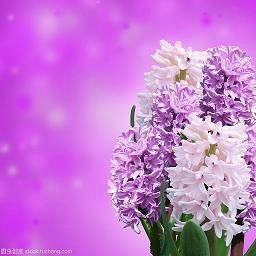 把花种在心里