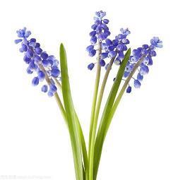 五实＜３＞班的四十七朵花