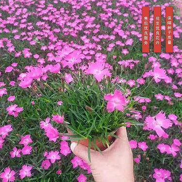 清明节——烈士陵园扫墓