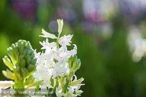 梦想——从荆棘中开出的花朵