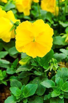 待到春花烂漫时