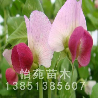 再见，母校