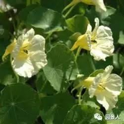 树下风景如画