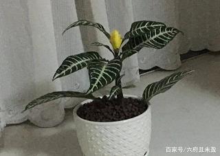 可爱的秋天