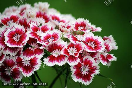 向阳花