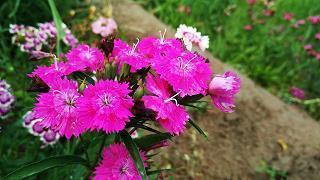 花祭