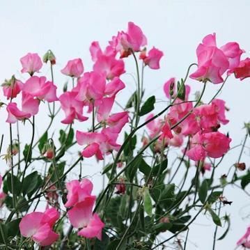 毕业照