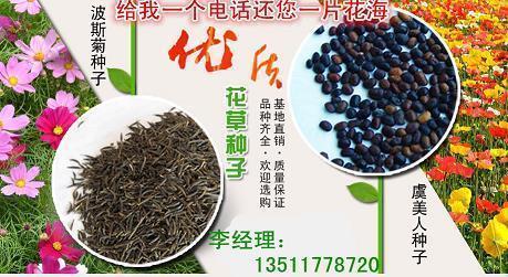 书里的世界