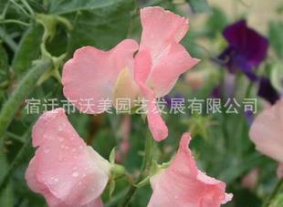 厉害了我的国