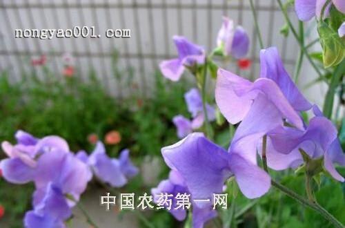 天汉之珠——城固