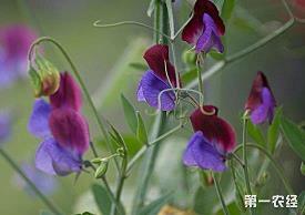 如果我能够遇见上帝