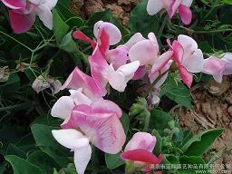 日子慢慢爬