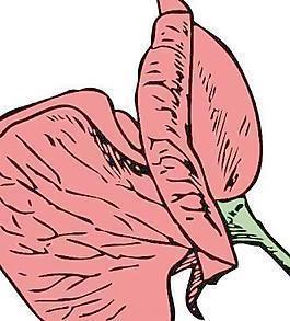 爱上文森特