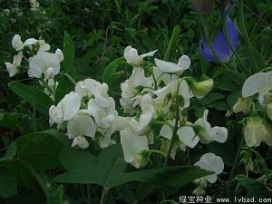 关于玛格丽特·杜拉斯的一切