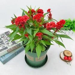 亲情不能等