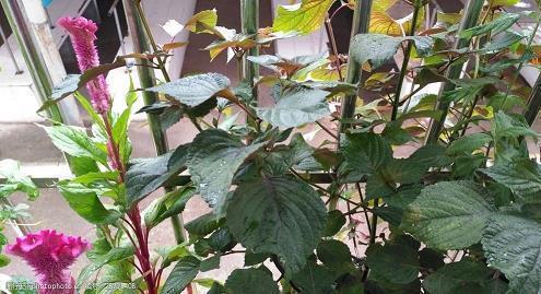 应为昙花平反正名