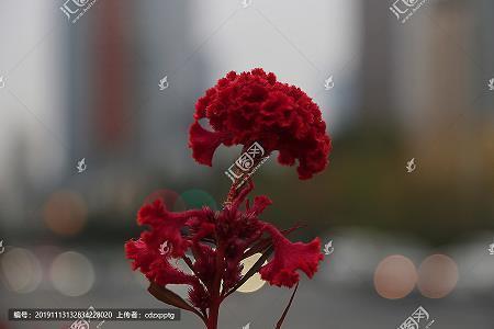 在雨中静静的想你
