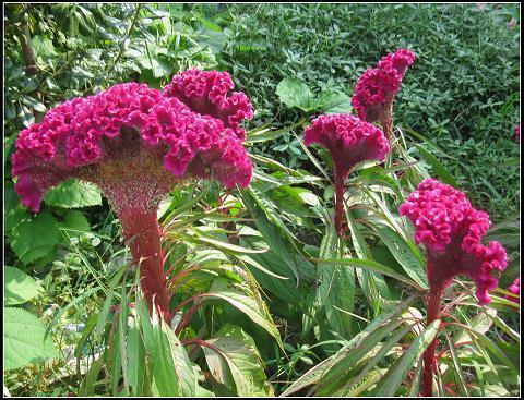 在那花开的季节……