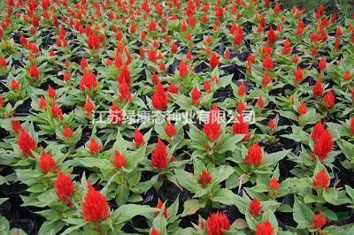 为读书点赞