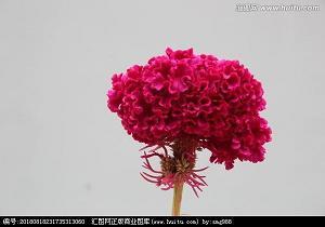 乌鸦喝水后传