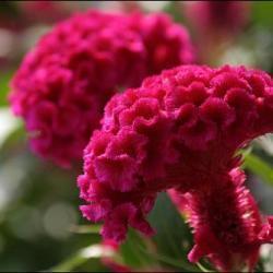 仲秋的花