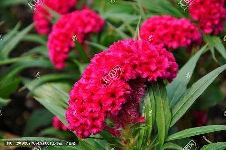 《爱我中华》