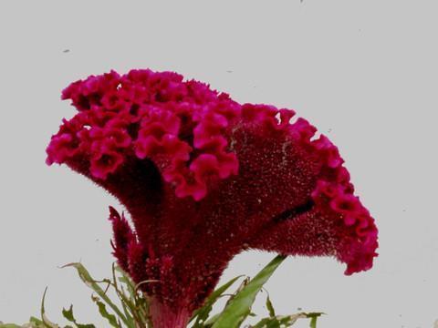 圣诞节