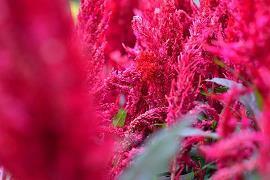 我曾经种过一棵桂花树