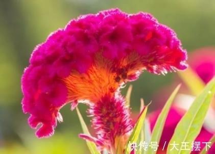 不要长大