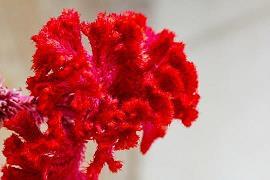 别人家的孩子