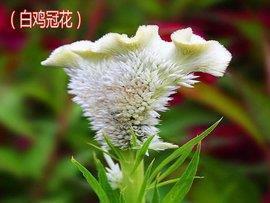 假如我是一条鱼