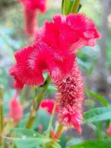 梅花香自苦寒来
