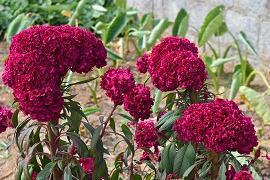 “植物”家族