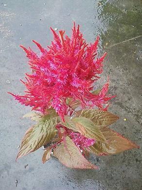 初一年华！_初中生作文,初一作文_浙江宁海跃龙中学完美作文