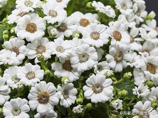最后一片花瓣