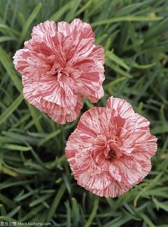 春节