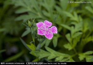 感恩的花开在青春的路上