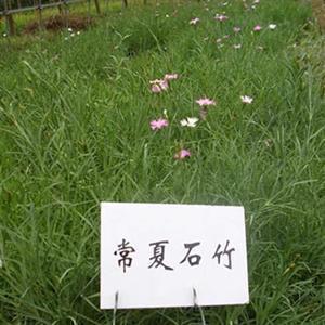 仿写草原第一自然段100字
