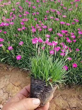 一场诗意的雨