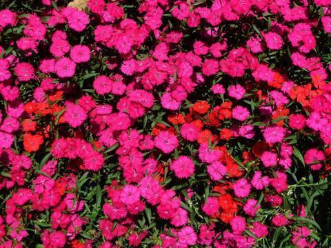 季节如烟