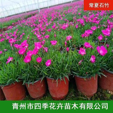 懂得，无需炫耀