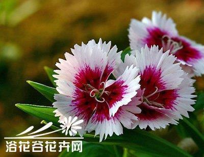只是一杯下午茶的时间．．．