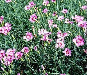 在这播种的季节