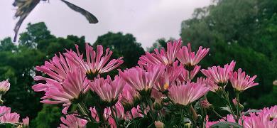 传统节日春节